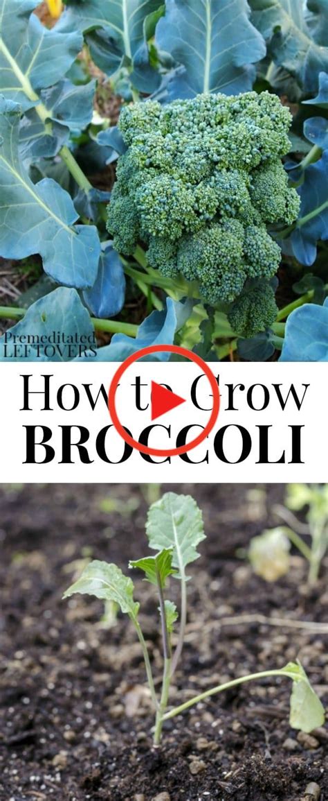 Brokkoli kann man auch im garten anpflanzen foto: Tipps für den Anbau Brokkoli in Ihrem Garten in 2020 ...