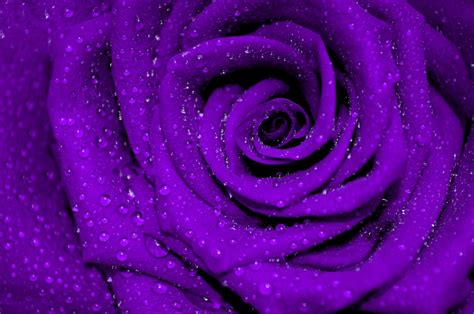 The Mystical Enchantment of Purple Roses - The Purple Galaxy