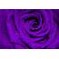 The Mystical Enchantment Of Purple Roses  Galaxy