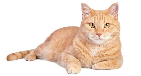 Fat Orange Tabby Cat Alfaqas