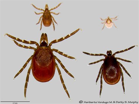 Wisconsin Ticks And Tick Borne Diseases Department Of Entomology