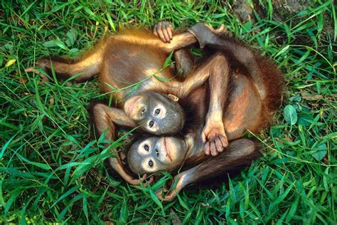 With Their Mothers Gone Two Orphaned Orangutan Are Hanging On To Each Other In A Rehab Center