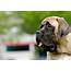 Mastiff Dog Breed Information And Pictures  All About Dogs