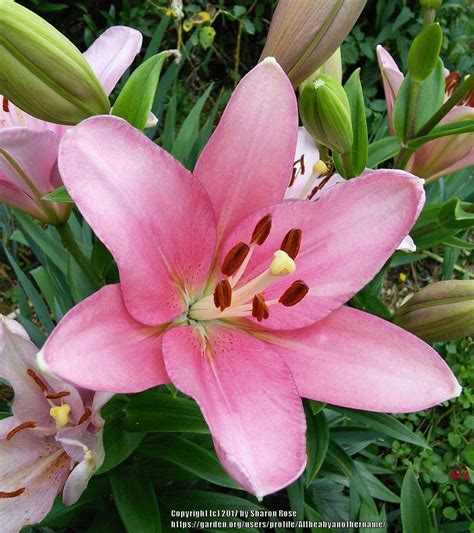 Lily Lilium Brindisi In The Lilies Database