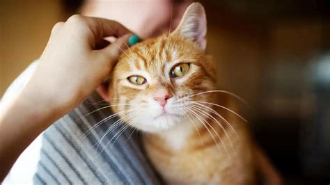 Everything You Need To Know About Cat Scratch Fever Igenex