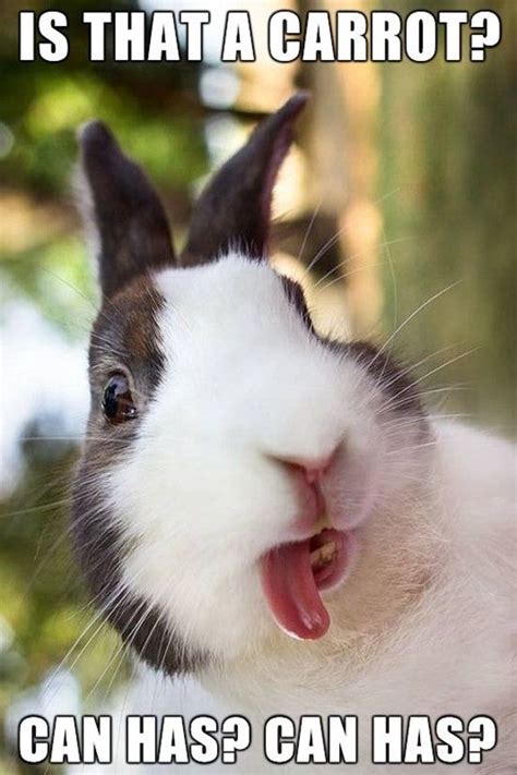 50 Funny Rabbit Pictures To Make You Smile Funny Rabbit Rabbit