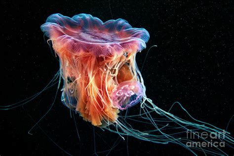 Lions Jellyfish With Common Jellyfish Photograph By Alexander Semenov