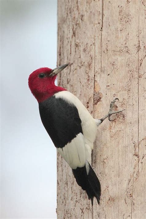 Red Headed Woodpecker Bird Gallery Houston Audubon