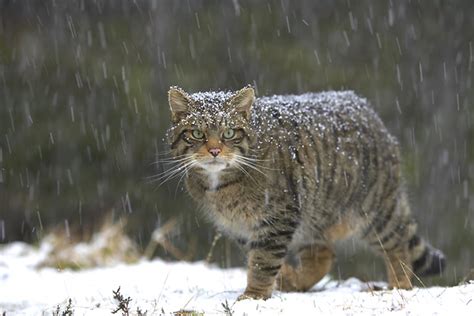 All About Animal Wildlife Wildlife Cat Info And Images Photos