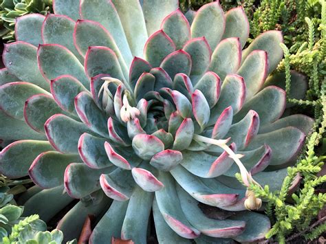 Echeveria Pulidonis Rare Beautiful Succulents Fully Rooted Etsy