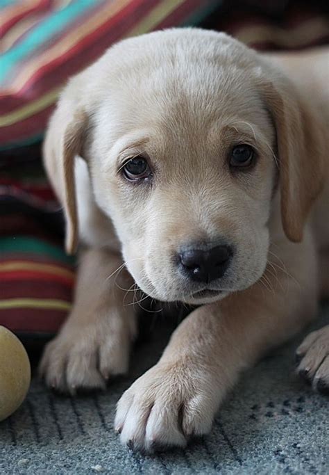 Yellow Labrador Retriever Puppy Dog Puppies Dogs Labs Puppies And