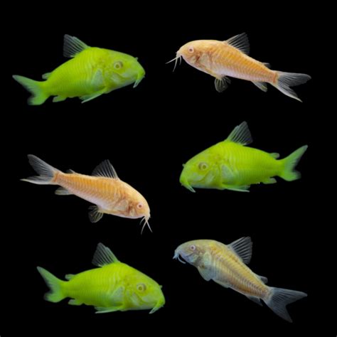 Glofish Corydora Glofish