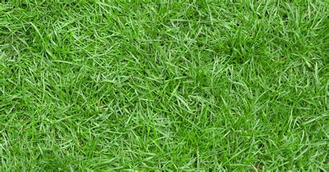 Fescue kentucky bluegrass dichondra ryegrass st. The Different Types of Zoysia Grass - Best Manual Lawn Aerator