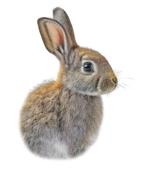 30以上の無料userid16705522 Rabbitandウサギ画像 Pixabay