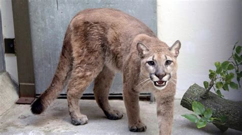 Us Cougar Mauls 9 Year Old At Church Camp In Washington State News Khaleej Times