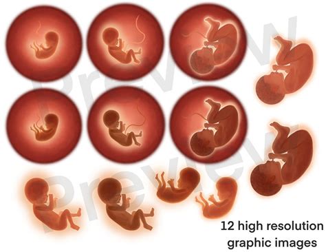 Unborn Baby Clipart Fetus In Womb Images Instant Download Etsy