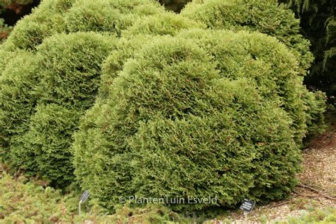 Thuja Occidentalis ‘tiny Tim Plantentuin Esveld