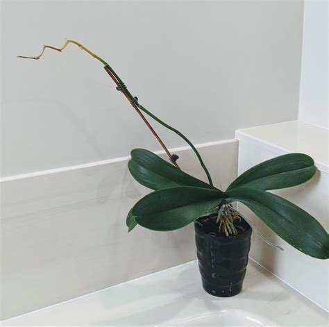 Orchid Care After Flowers Fall Off How To Trick Your Orchid Into