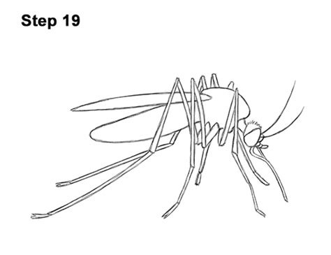 How To Draw A Mosquito Video And Step By Step Pictures