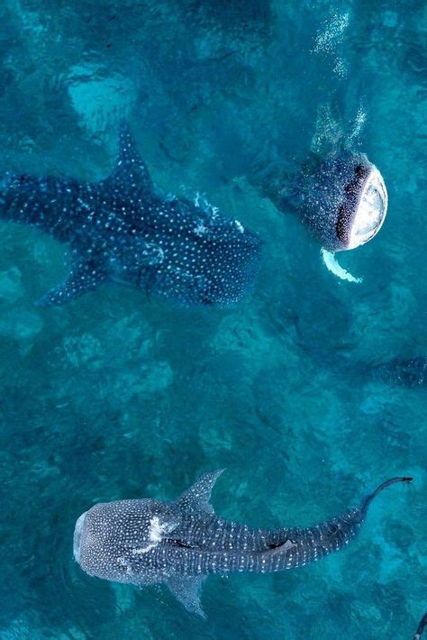 24 Best Ocean Animal Aesthetic Images In 2020 Ocean Animals Ocean