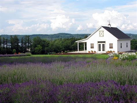 They have long attracted attention due to their peculiar biology, and have knowledge on cactus diversity patterns on the global and regional scales has. Lockwood Lavender Farm - Finger Lakes Lavender Festival ...