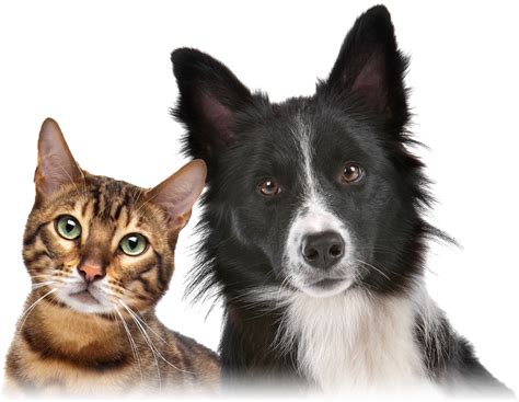 The innovative tips to choose the best pet insurance