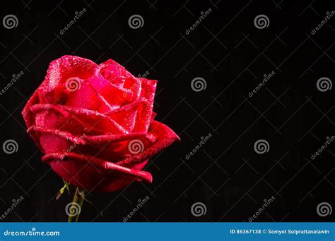 Single Romantic Red Rose Black Background Stock Photo Image Of
