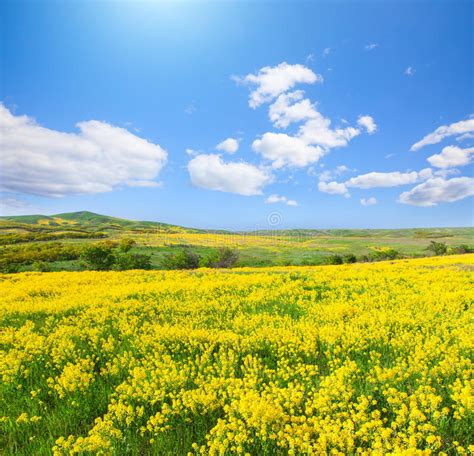 Yellow Flowers Field Under Blue Sky Stock Photo Image Of Grass