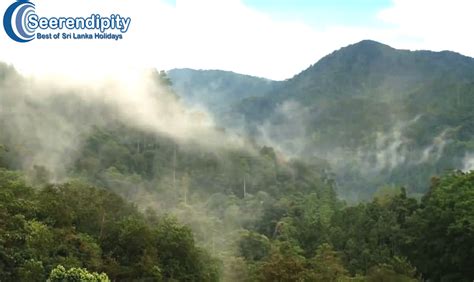 Kanneliya Dediyagala Nakiyadeniya Rain Forest Sri Lanka