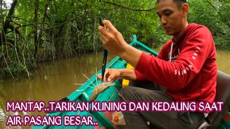 Mantap Tarikan Kuning Dan Kedaung Saat Air Pasang Besar Youtube