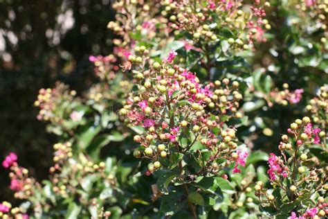 Holly Shrub With Pink Flowers Stock Image Image Of Flower Tree 95878089