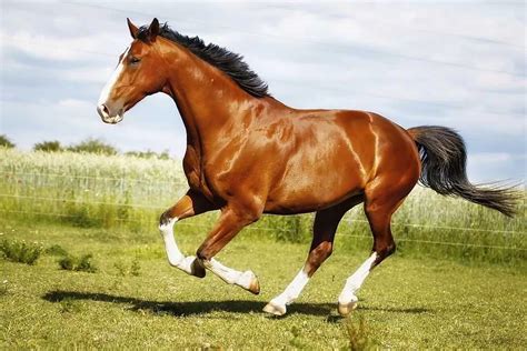 The Worlds 10 Best Horse Breeds These Are The Most Loyal And Smartest