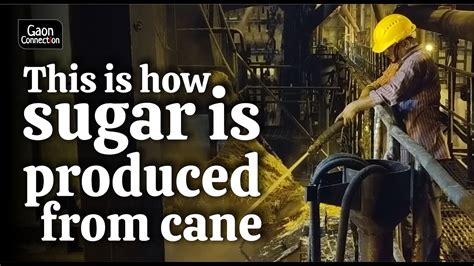 This Is How Sugar Is Processed From Sugarcane In Mills YouTube