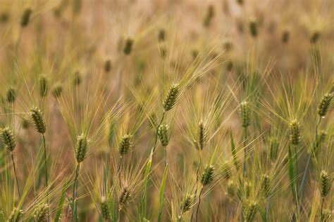 Free Download Hd Wallpaper Wheat S Rural Areas Ranch Crops The