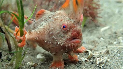 Rare Handfish Endangered Species Is Photographed In Australia