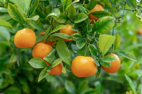 How To Grow Oranges In Usa Check How This Guide Helps Beginners In Orange Farming