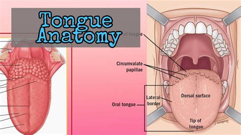 Tongue Surface Anatomy Of The Tongue Head And Neck Human Anatomy Youtube