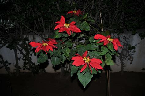 Plante aux tiges et aux feuilles décoratives. Plante à feuille verte et à bractées colorées rouge vif: E ...