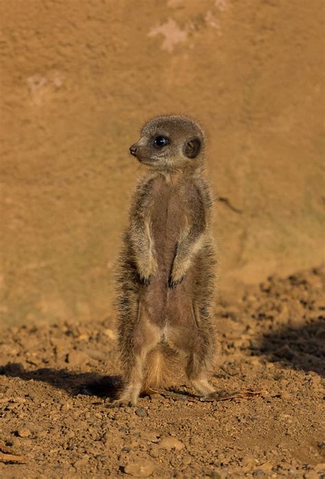 Meerkats Just As Happens With Meerkat In The African Wild Flickr