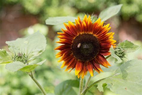 How To Plant And Grow Your Own Sunflowers Helianthus Bbc Gardeners