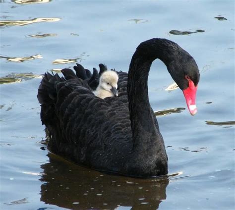 Black Swan Alchetron The Free Social Encyclopedia