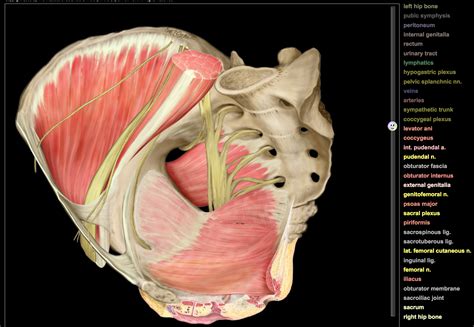 Amazing Interactive Diagram Of The Female Pelvis This Is A Must See