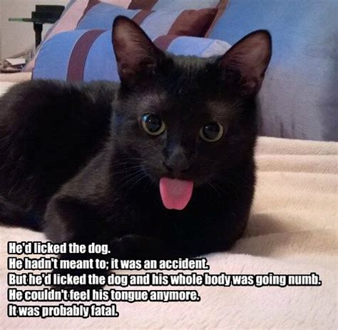 A Basement Cat Proverb Funny Cat Photos Cats Funny Cats