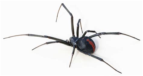 Black Widow Spider 5 Amazing Facts