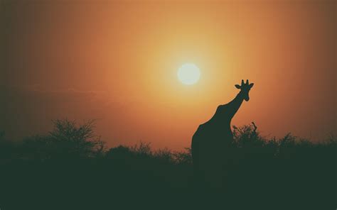 Giraffe Silhouette Sunset 4k Wallpapers Hd Wallpapers