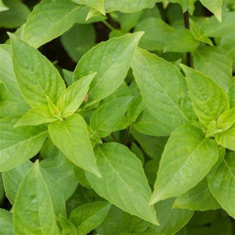 Make sure that the soil is moist. Basil- Mrs Burns Lemon seeds | The Seed Collection