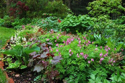 Perennial Border Flowers Shade Gardening For Beginners The Cheat S