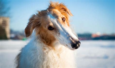 Borzoi Vs Greyhound Breed Comparison Bechewy