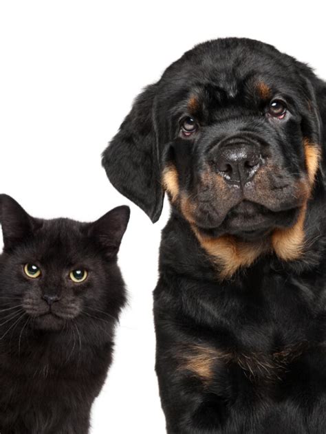 Rottweilers And Cats Story The Discerning Cat