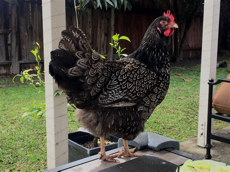 These birds lay smooth tan eggs and have an exquisite tight lacing pattern set over. Explore Reddit - /r/BackYardChickens